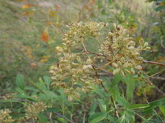 Heteromorpha arborescens arborescens