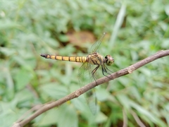 Brachydiplax