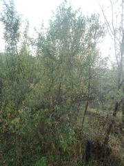 Heteromorpha arborescens arborescens