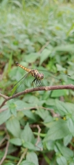 Brachydiplax