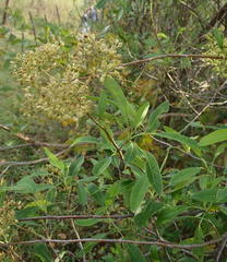 Heteromorpha arborescens arborescens