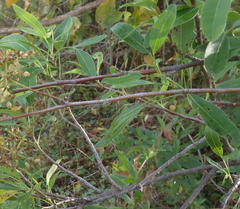 Heteromorpha arborescens arborescens