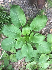 Tracheophyta