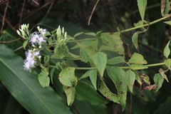 Chromolaena odorata image