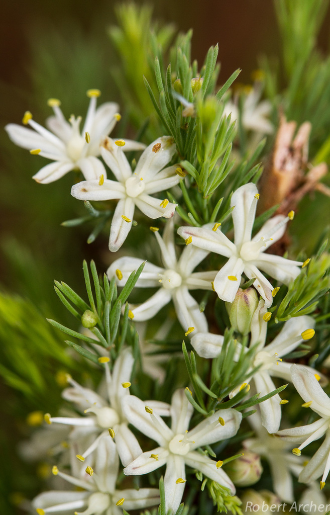 Yellow-stem Asparagus