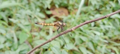Brachydiplax