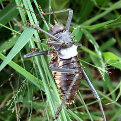 Acanthoplus