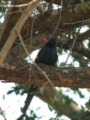 Phoeniculus purpureus marwitzi