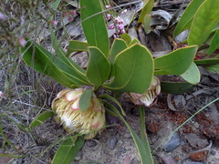 Protea tenax
