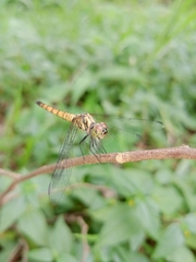 Brachydiplax