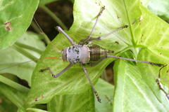 Acanthoplus