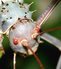 Acanthoplus