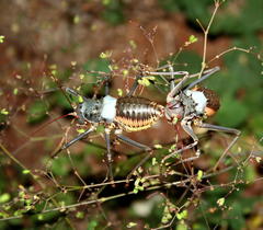 Acanthoplus