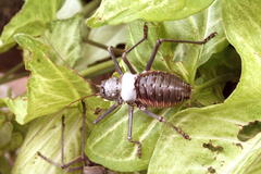 Acanthoplus