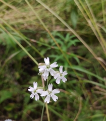 Silene linnaeana