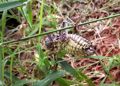 Acanthoplus