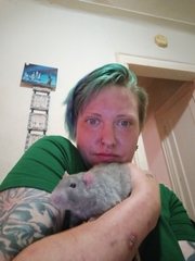 Rattus norvegicus domestica