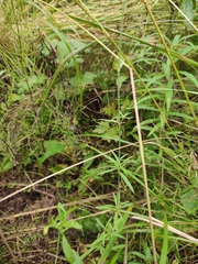 Silene linnaeana