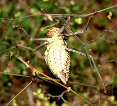 Acanthoplus