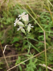 Silene linnaeana
