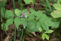 Vicia ramuliflora