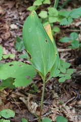 Convallaria keiskei