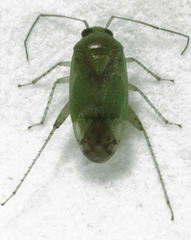 Micromimetus