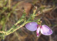 Polygala microlopha microlopha