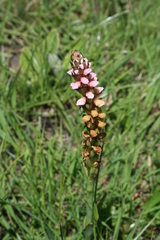 Disa versicolor