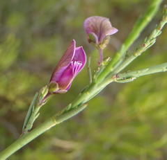 Polygala microlopha microlopha