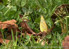 Colias dimera