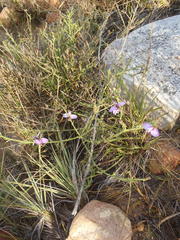 Polygala microlopha microlopha