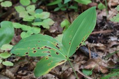 Convallaria keiskei