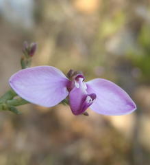 Polygala microlopha microlopha