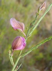 Polygala microlopha microlopha