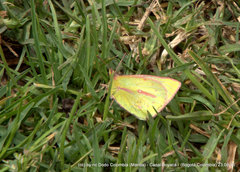 Colias dimera