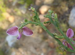 Polygala microlopha microlopha