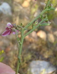 Polygala microlopha microlopha