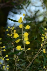 Acacia montana