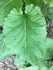 Tracheophyta