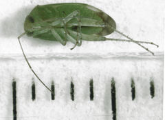Micromimetus
