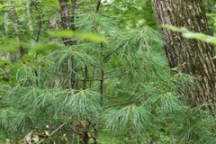 Pinus koraiensis
