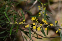 Acacia montana