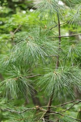 Pinus koraiensis