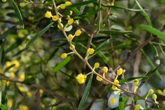 Acacia montana