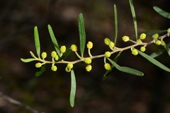 Acacia montana