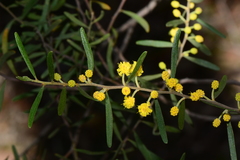 Acacia montana