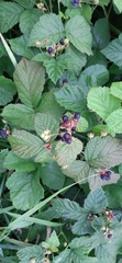 Rubus