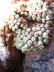 Conophytum marginatum haramoepense