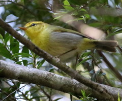 Phylloscopus ruficapilla